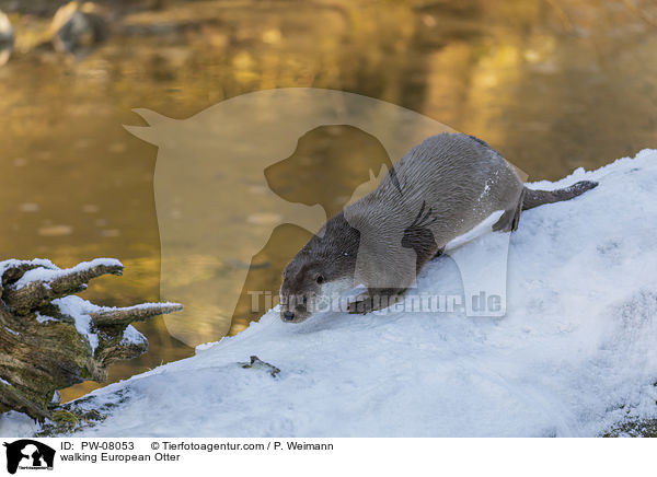 walking European Otter / PW-08053