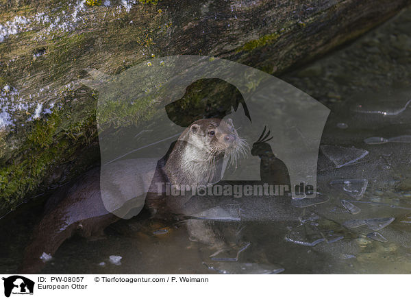 Fischotter / European Otter / PW-08057