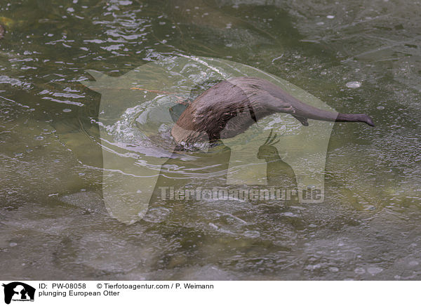 tauchender Fischotter / plunging European Otter / PW-08058