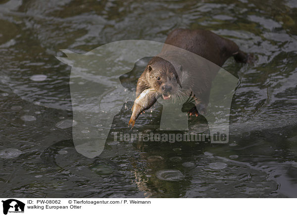 walking European Otter / PW-08062