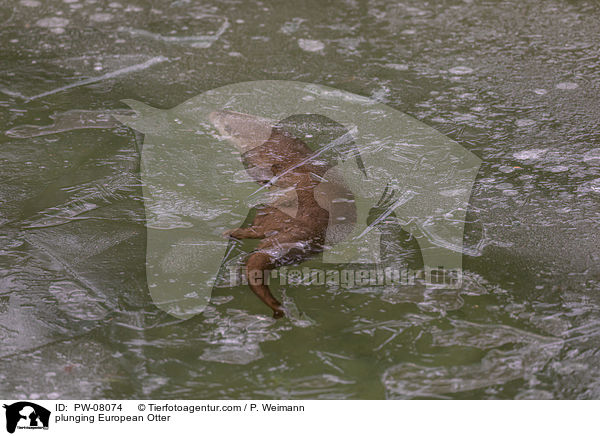 tauchender Fischotter / plunging European Otter / PW-08074