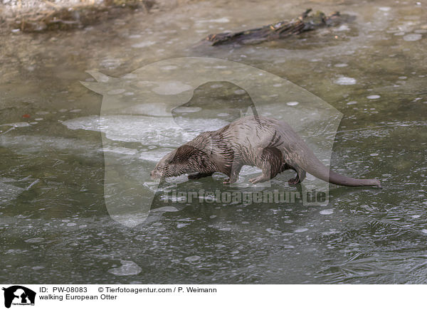 laufender Fischotter / walking European Otter / PW-08083