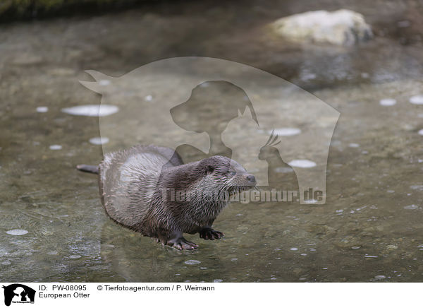 Fischotter / European Otter / PW-08095