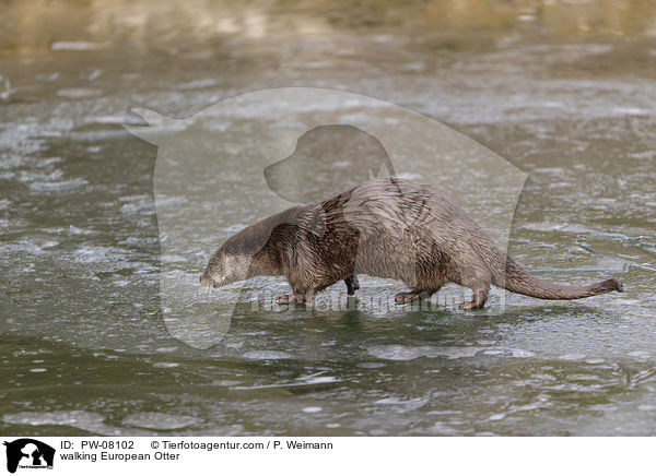 laufender Fischotter / walking European Otter / PW-08102