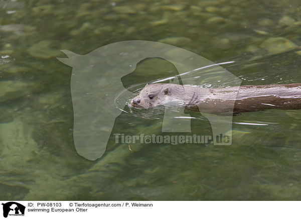 schwimmender Fischotter / swimming European Otter / PW-08103