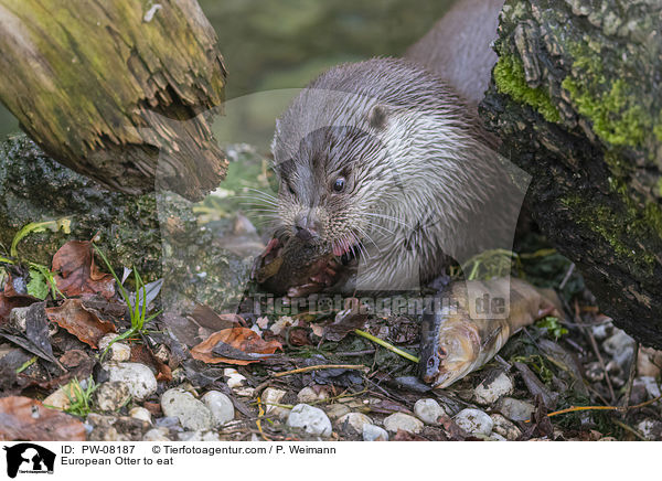 Fischotter beim fressen / European Otter to eat / PW-08187