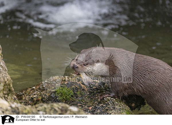 European Otter to eat / PW-08190