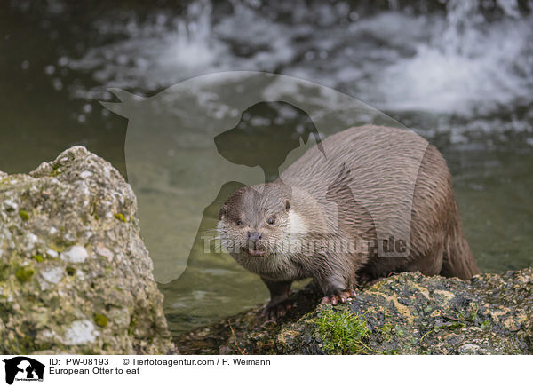 Fischotter beim fressen / European Otter to eat / PW-08193