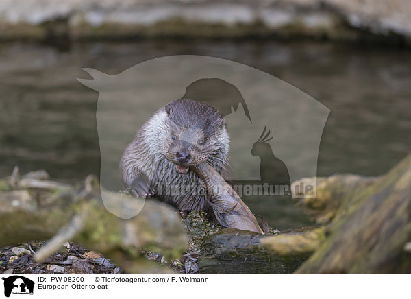Fischotter beim fressen / European Otter to eat / PW-08200