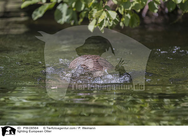 kmpfende Fischotter / fighting European Otter / PW-08564