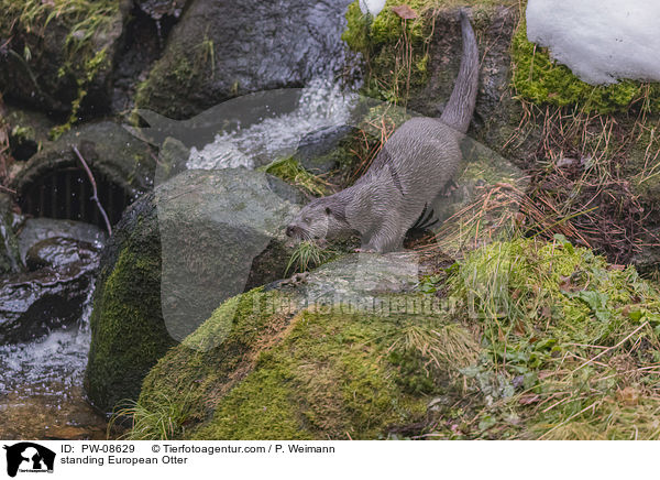 stehender Fischotter / standing European Otter / PW-08629