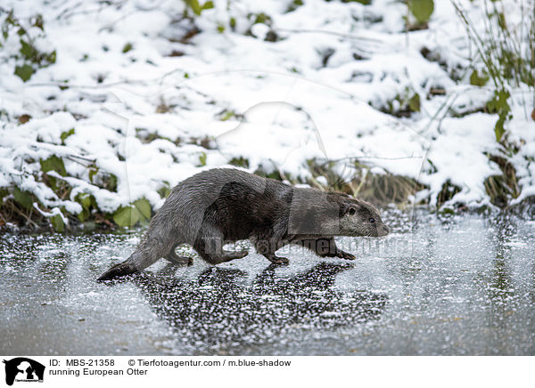 rennender Fischotter / running European Otter / MBS-21358