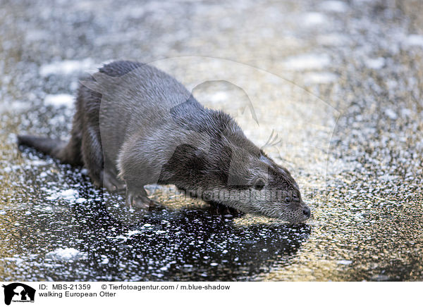 laufender Fischotter / walking European Otter / MBS-21359