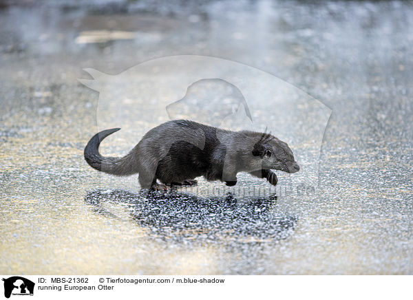 rennender Fischotter / running European Otter / MBS-21362