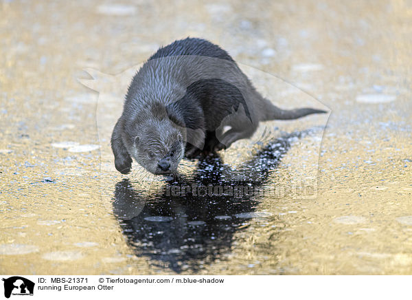 rennender Fischotter / running European Otter / MBS-21371