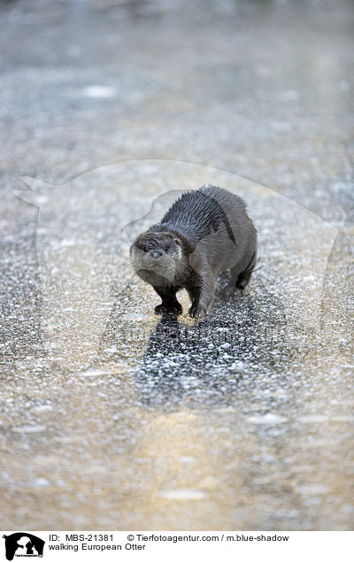 laufender Fischotter / walking European Otter / MBS-21381