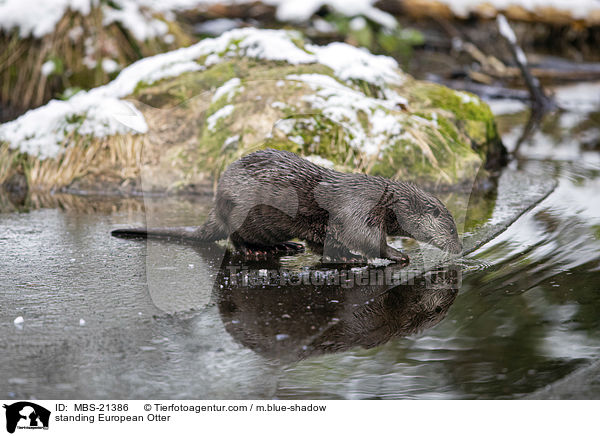 standing European Otter / MBS-21386