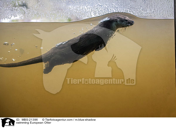 schwimmender Fischotter / swimming European Otter / MBS-21396