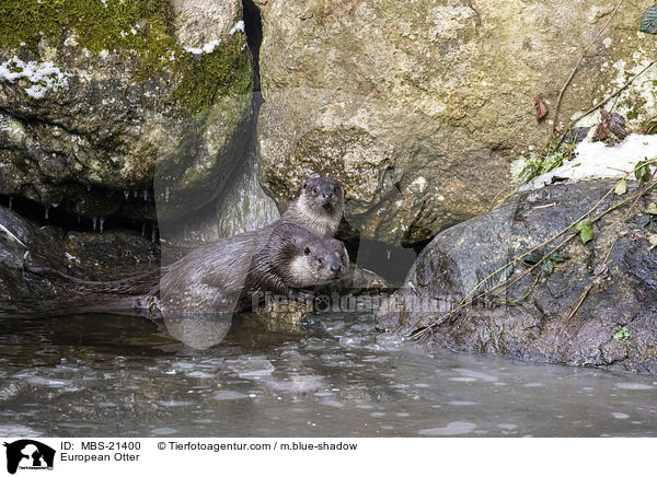 Fischotter / European Otter / MBS-21400