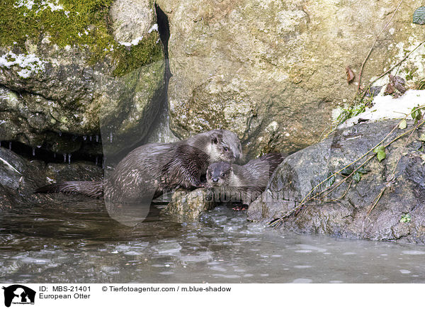Fischotter / European Otter / MBS-21401