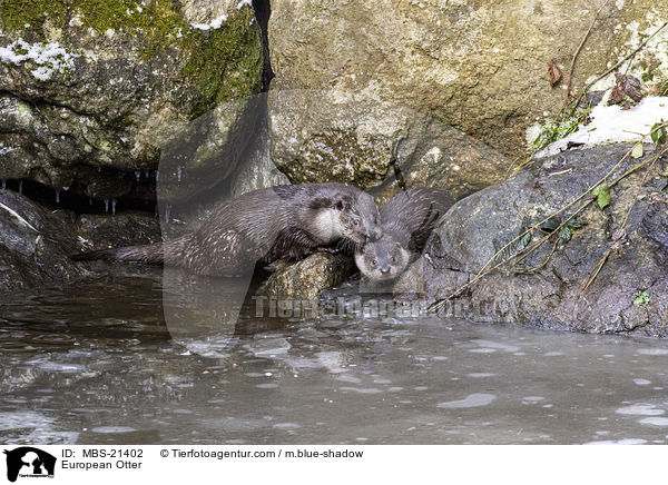 Fischotter / European Otter / MBS-21402