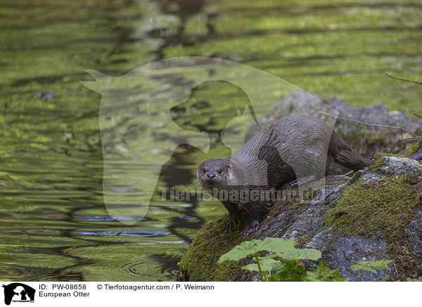 Fischotter / European Otter / PW-08658