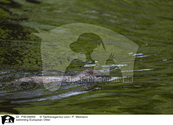 swimming European Otter / PW-08669
