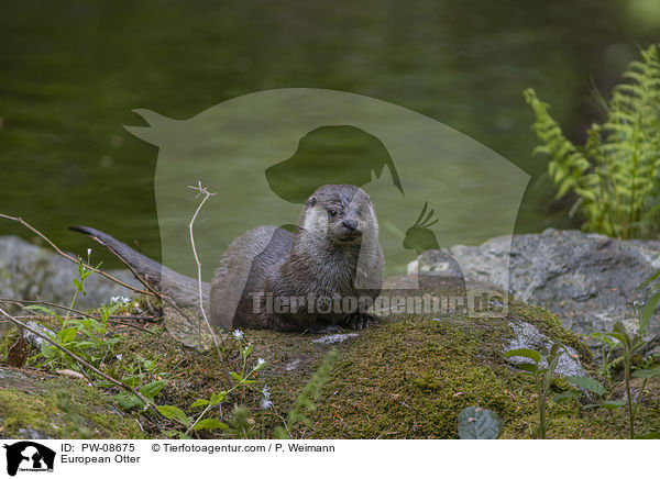 European Otter / PW-08675