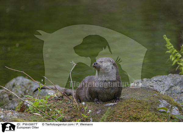 European Otter / PW-08677