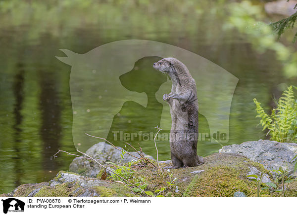 standing European Otter / PW-08678