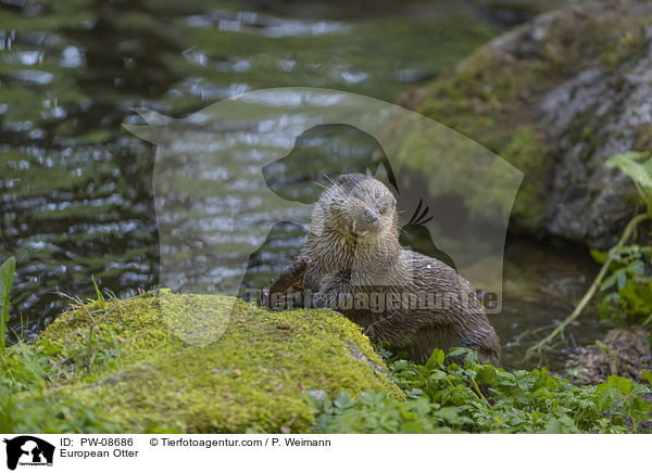 European Otter / PW-08686
