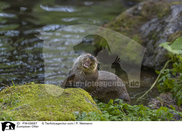 European Otter / PW-08687