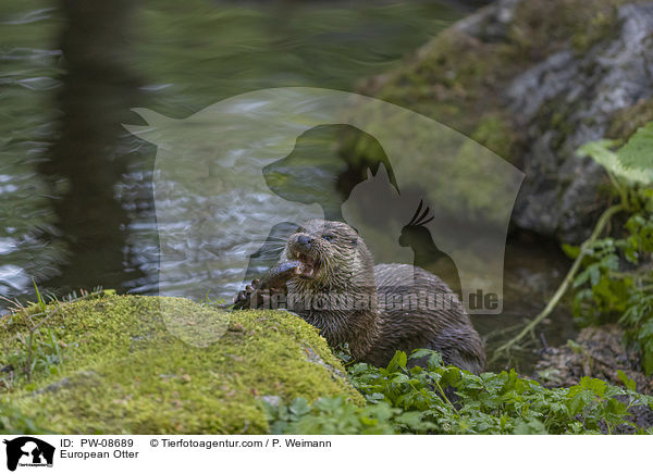 European Otter / PW-08689