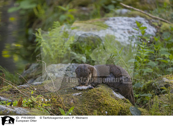 European Otter / PW-08695