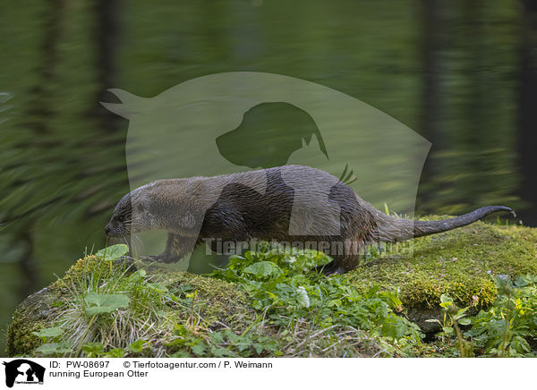 running European Otter / PW-08697