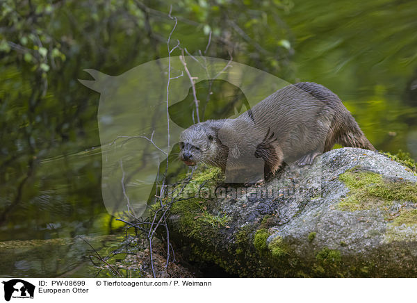 European Otter / PW-08699