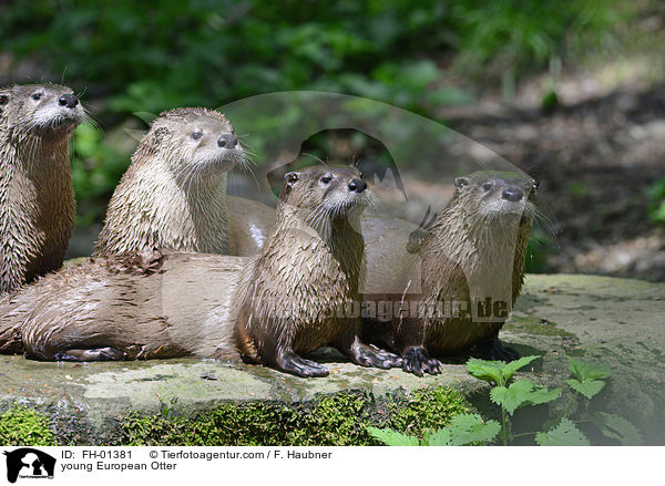 junge Fischotter / young European Otter / FH-01381