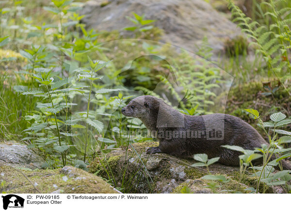 European Otter / PW-09185