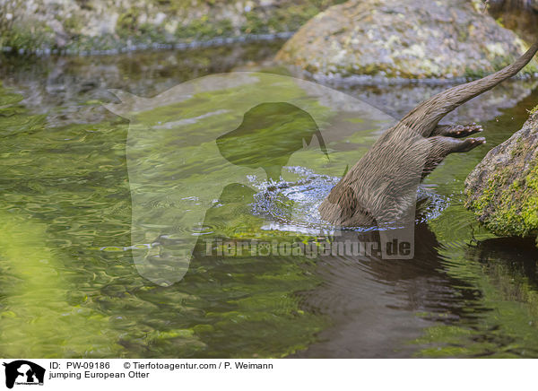 springender Fischotter / jumping European Otter / PW-09186