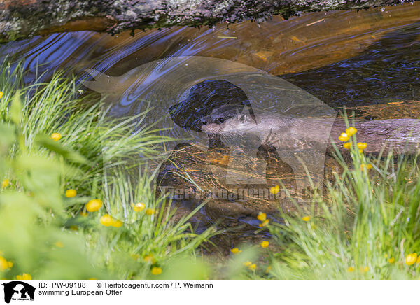 swimming European Otter / PW-09188