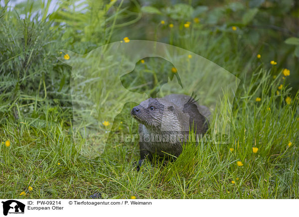 European Otter / PW-09214