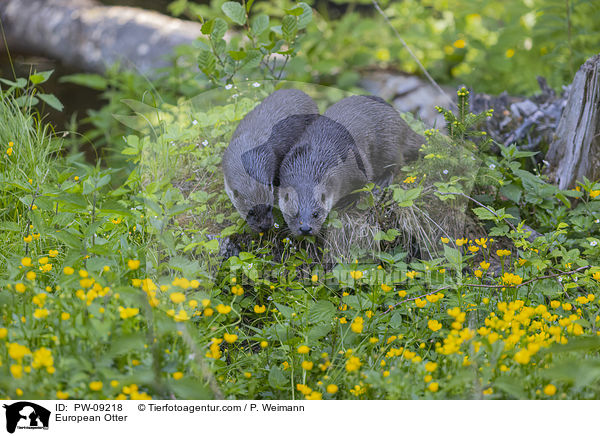 European Otter / PW-09218