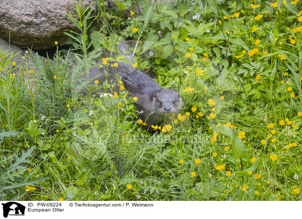 Fischotter / European Otter / PW-09224