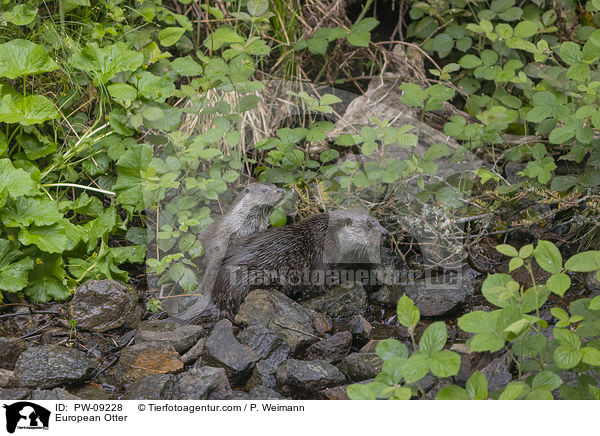 European Otter / PW-09228