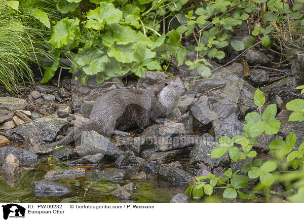 European Otter / PW-09232