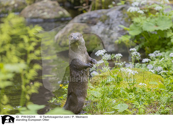 standing European Otter / PW-09244