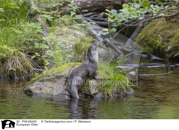 Fischotter / European Otter / PW-09245