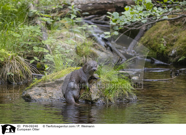 European Otter / PW-09246