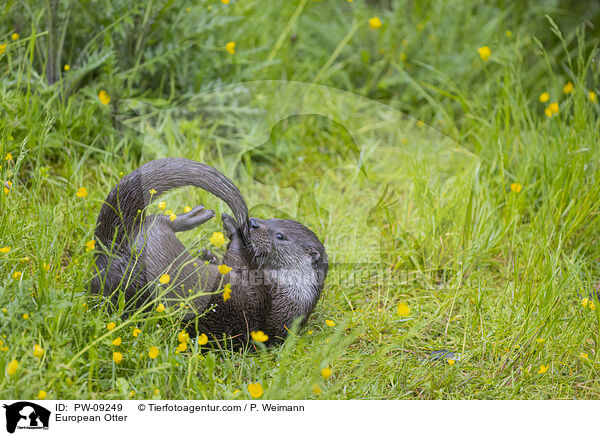 European Otter / PW-09249