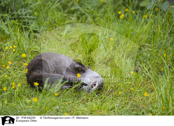 European Otter / PW-09250